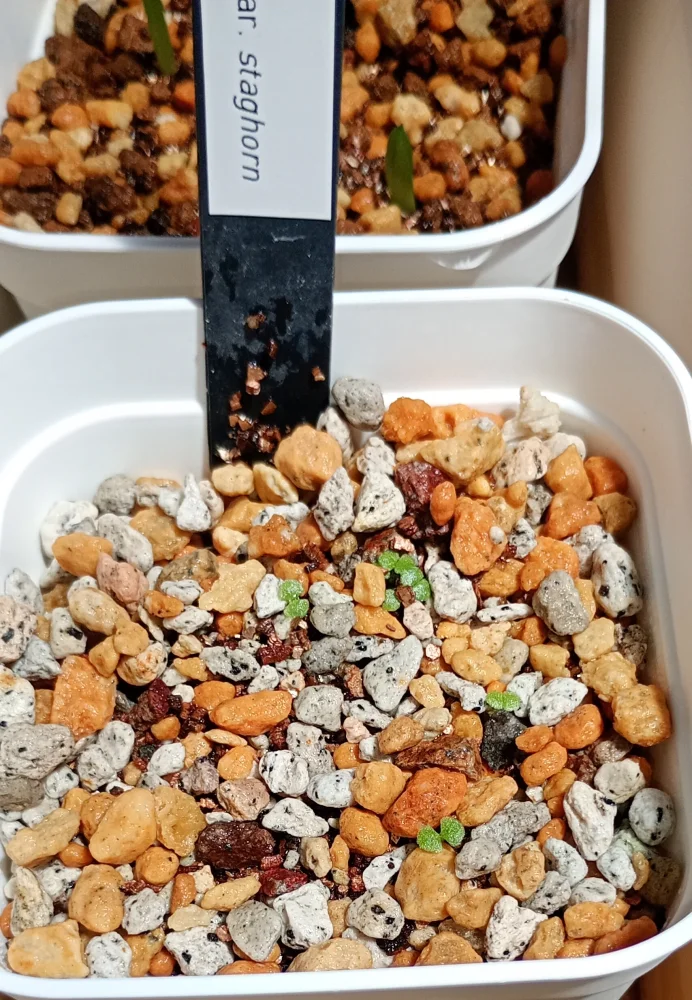 Cotyledon orbiculata var. staghorn (コチレドン スタッグホーン)